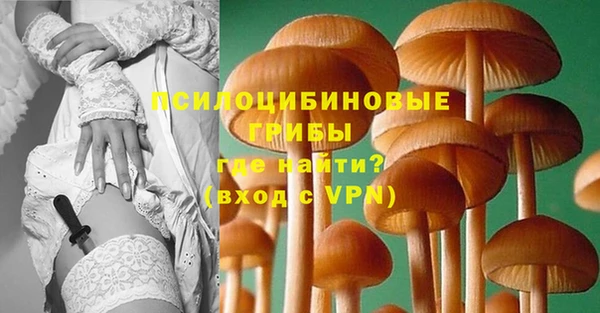 прущие грибы Саяногорск